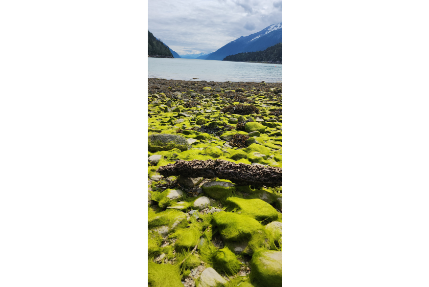 Rounded stones covered in bright green algae and brown seaweed are the forefront of the photo ahead of deep, dark blue ocean and dark jagged mountains dipping steeply into the fjort under grey and white cloud covered skies