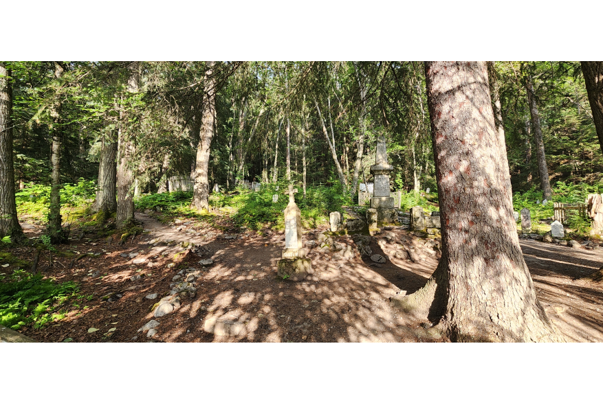 brown dirt and root covered ground gives way to grave markers in the shadows of tall evergreen trees on a sunny summer day.