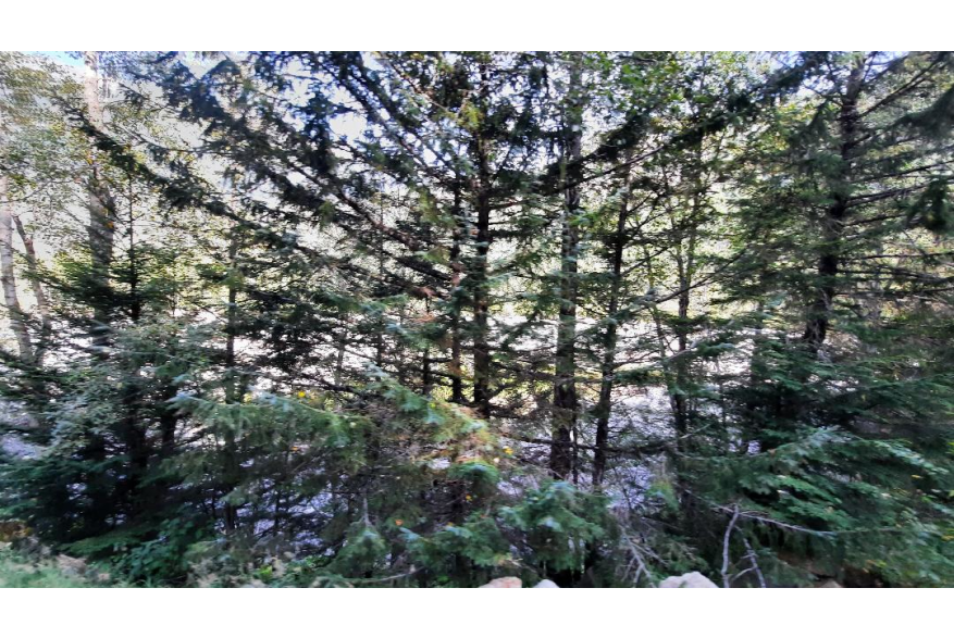 a fish bowl view of pine trees with summer daylight in burst through the tree limbs