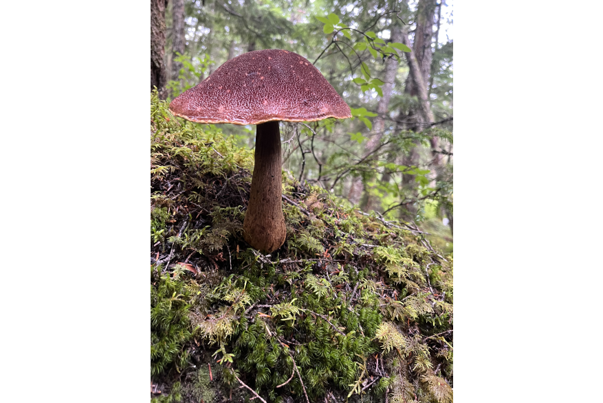 Burgundy mushroom with tiny white spots rises out of rich green moss in old growth forest