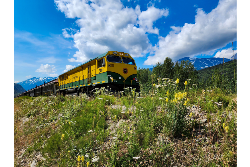 Blue skies with two white cloud streaks hang over weeds and wild flowers of yellow and white along the railroad tracks as a bright green and yellow train locomotive engine number 3001 pulling a string of brown passenger cars passes by the photographer. Massive blue and white jagged mountains in the distance with evergreen covered mountains on either side of the picture frame.