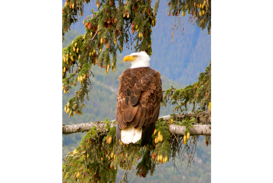 Bald Eagle