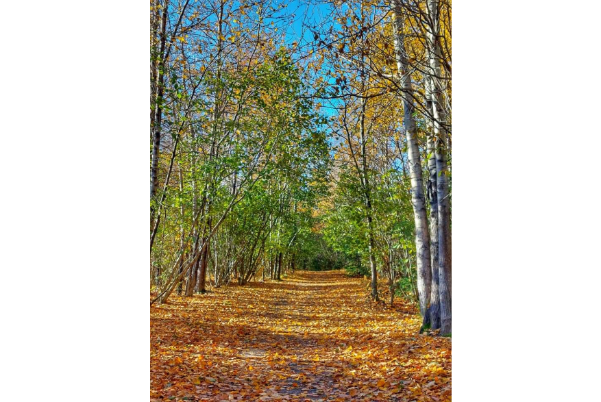 Yakutania Point trail
