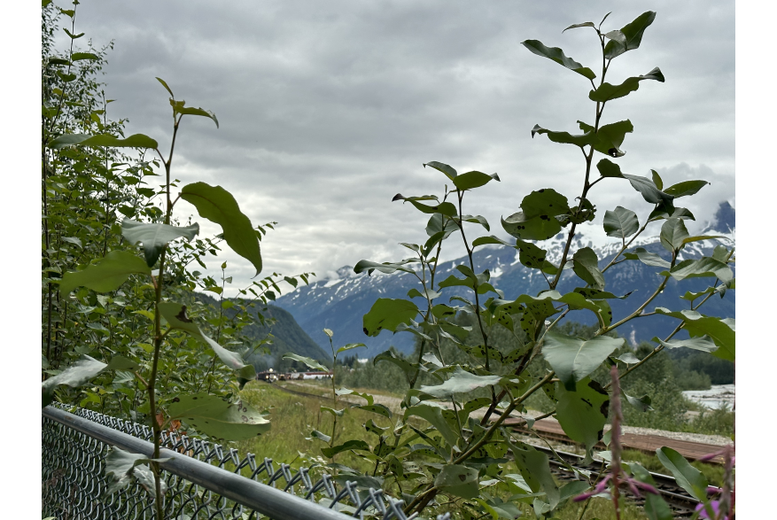 Cotton wood sprouts grown up a chain link fence partially obstructs the view of railroad tracks and a locomotive off in the distance. Dark blue snow topped mountain peaks loom far away under cloudy grey skies