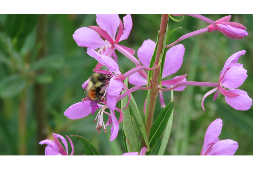 A fuzzy little black, yellow and orange bumble bee situated in the bright magenta collored blossom of a fireweed stalk with a see of blurred greens in the background