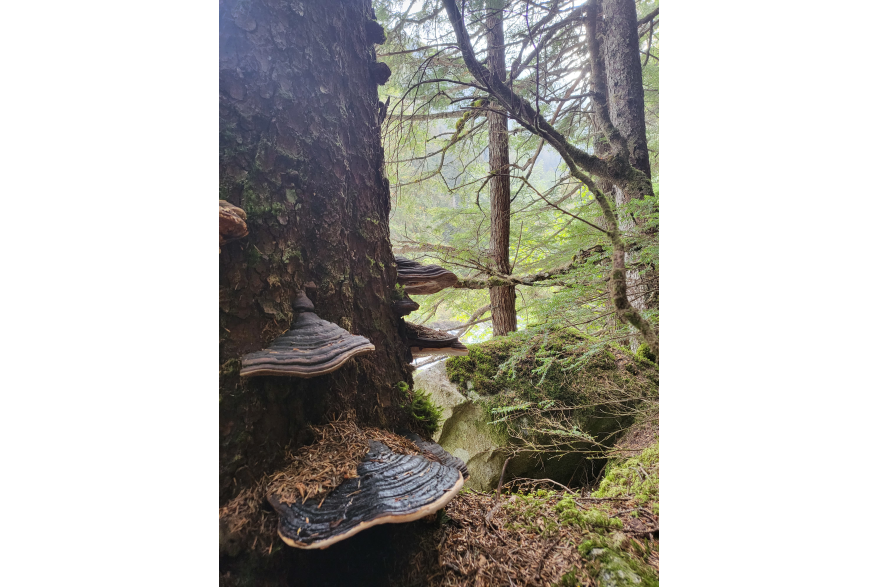 Bear bread fungus grows like mother nature's shelves out of a tree trunk with evergreen trees and moss in the background