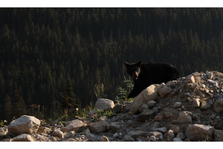 a black bear emerges from behind a tan colored pile of dirt and rocks with evergreen tree covered mountain terrain in the background