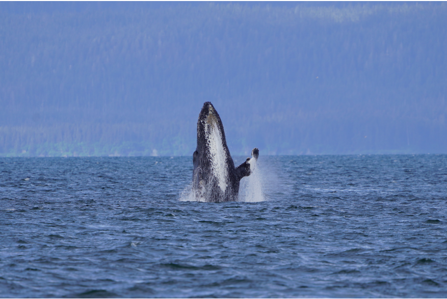 A giant black humpback while with a white barnacle covered underbelly emerges from the dark blue ocean with force sending white water splashing and it appears to give the cameraperson a hi-five with its flipper. Hazy evergreen covered mountains can be seen in the far off distance.