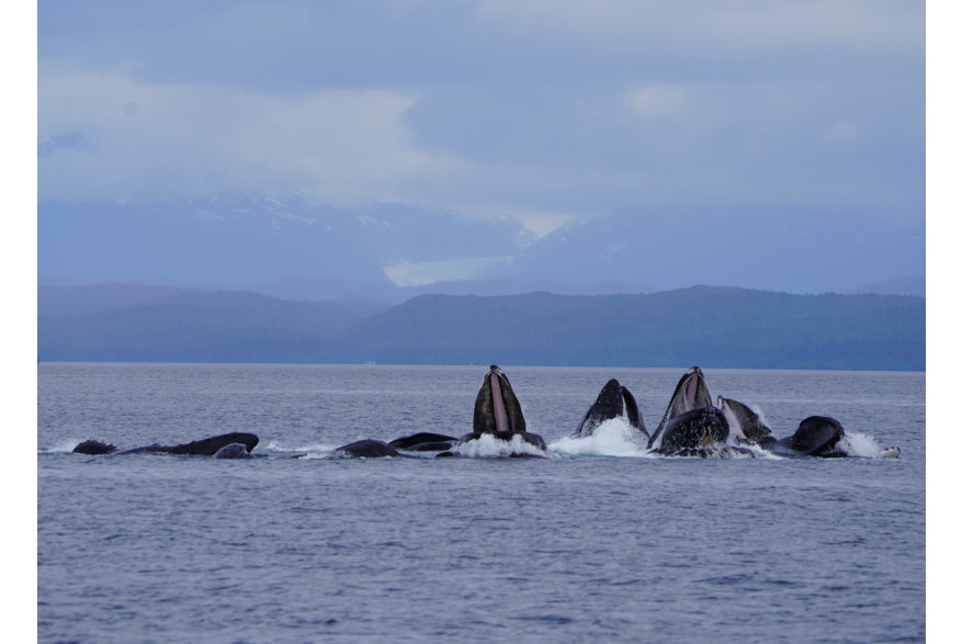 Several Humpback whales emerge from grey blue waters in a white froth, mouths open to receive food. Dark mountains in the distance.  bubble-net feeding in Lynn Canal where it meets Icy Straight. Mendenhall Glacier can be seen in the background.