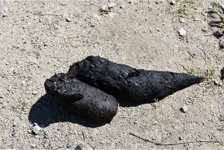 two pieces of black grass filled bear poop lies in grey brown dirt on a sunny day