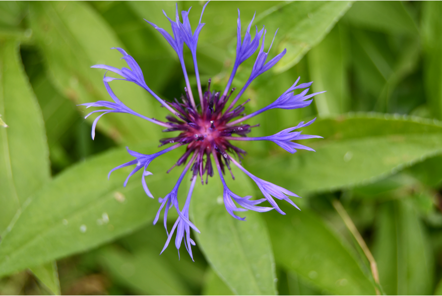 close up of blue/violet bachelor button flower aka cornflower with pedals spread unevenly above the long green leaves
