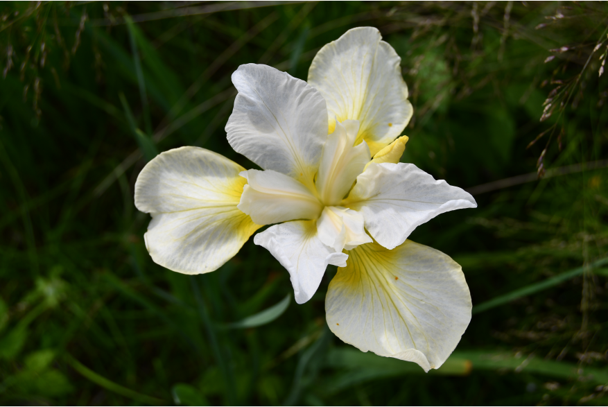 closeup photo of bright white and yellow streaked iris in a sea of greenery