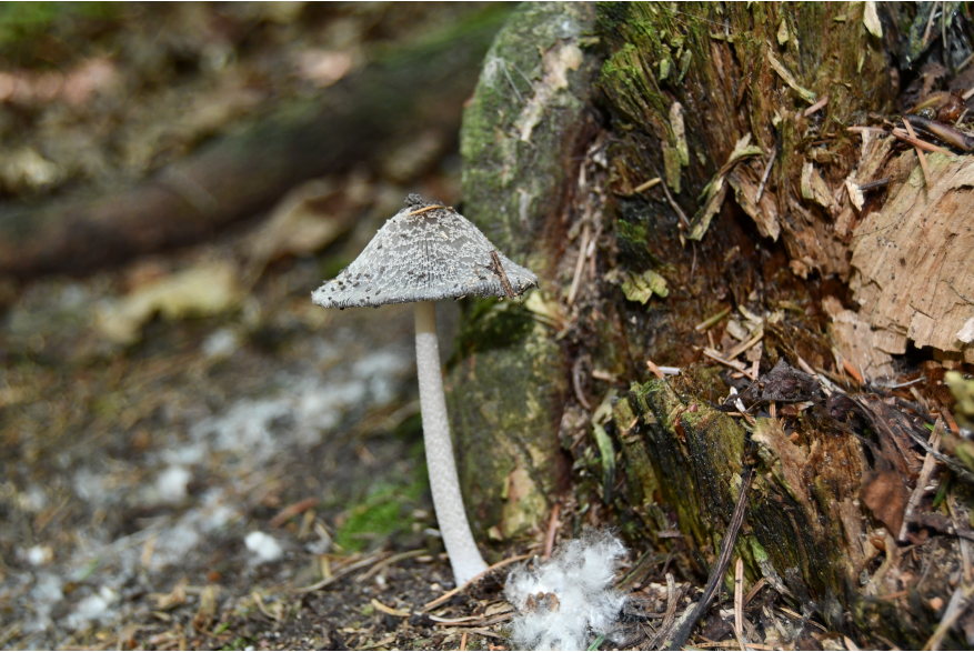 a white mushroom stem rises tall and proud from cotton covered forest floor near a mossy tree stump