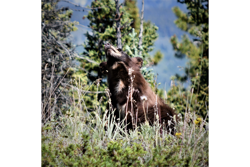 A brown hughed black bear with a cream colored muzzle and cream color patch of fur on his neck lefts his snout to the skies as if to sniff something interesting on the breeze. a blur of Dark blue/green forest in the distance with long weeds, grass and evergreens surrounding the bear.