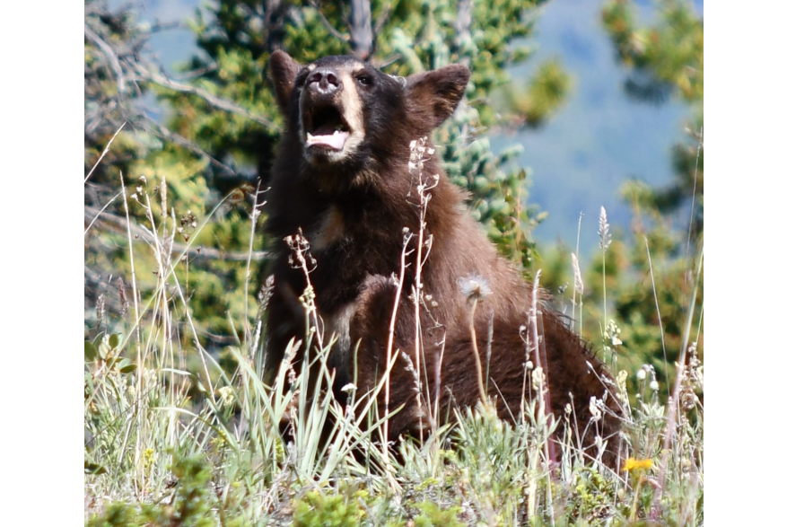 a brown hughed black bear rears its head towards the sky for a yawn showing up his lower row of strikingly white teeth. A small white patch of white fur decorates his neck and his light brown masked coloring around his nose and mouth gives way to pitch black fur. He sits in tall grass and weeds with evergreen trees behind him.