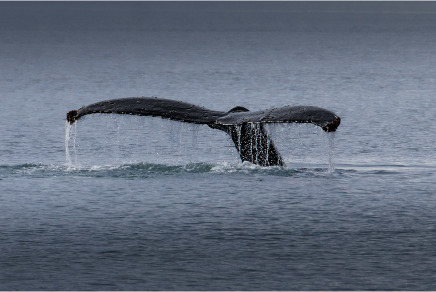 An image of a baby humpback's tail as it dives back down into the ocean after surfacing for air.