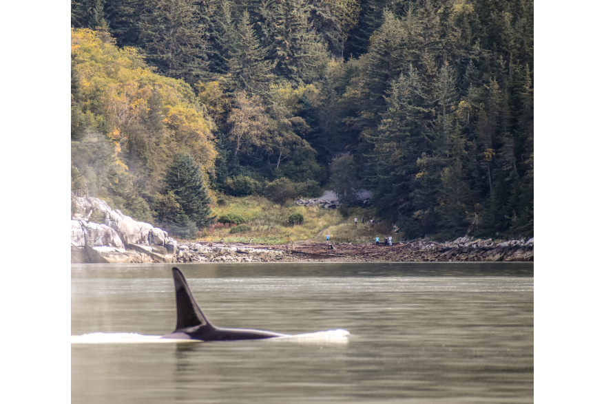 “Smugglin’ Salmon” September Orcas swim past Smugglers Cove with locals and visitors watching from shore.