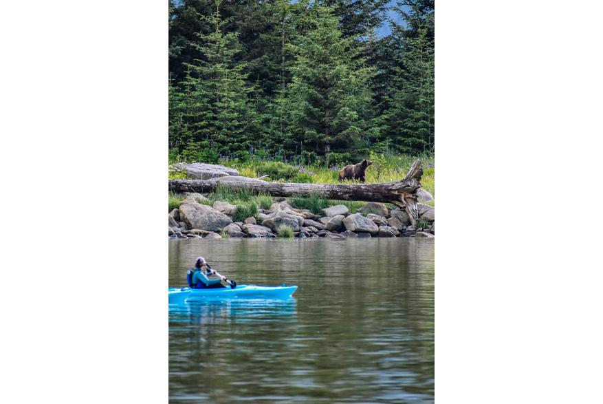 “Sublime Lupine” Kayaking in Taiyasanka Harbor with this beautiful Momma Brown Bear and her three cubs.