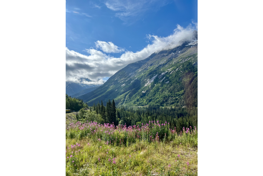 White Pass Fireweed