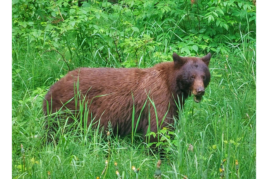 Black bear in Dyea