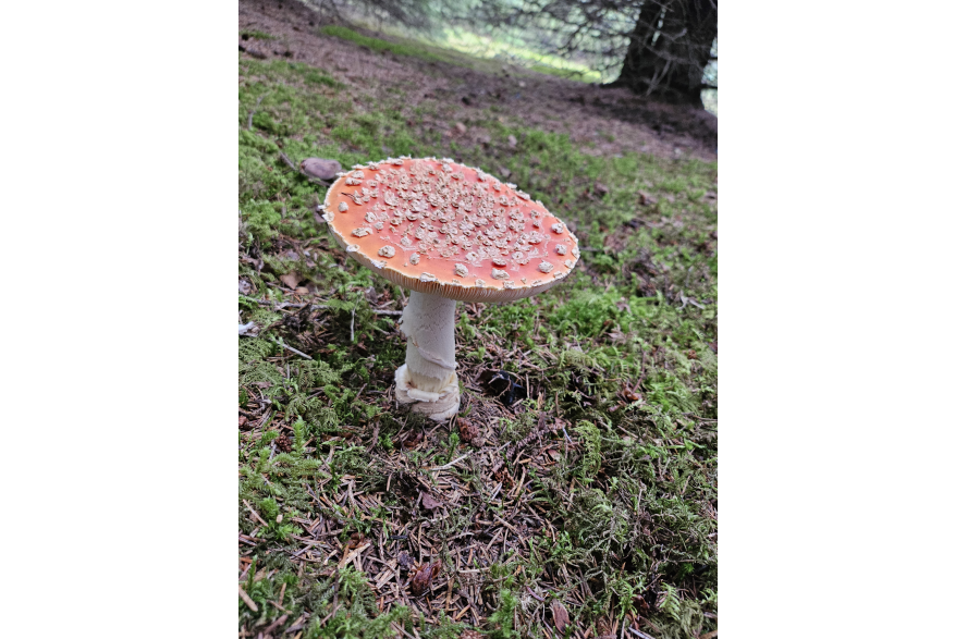 Amanita muscaria