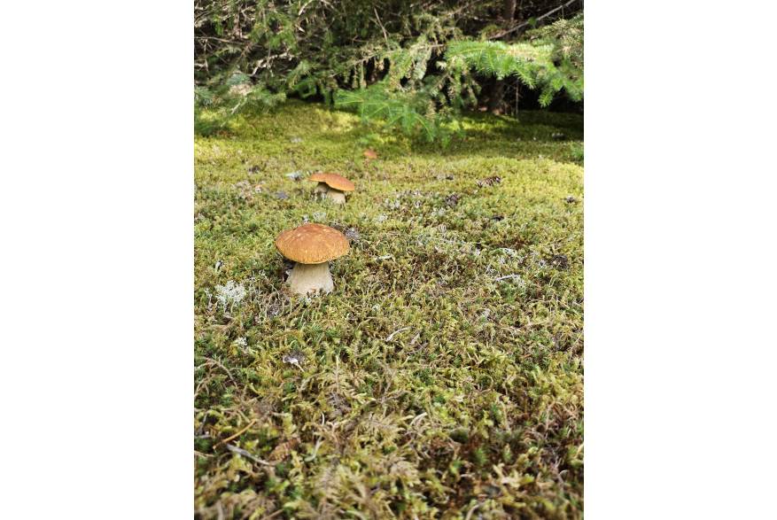 King boletes