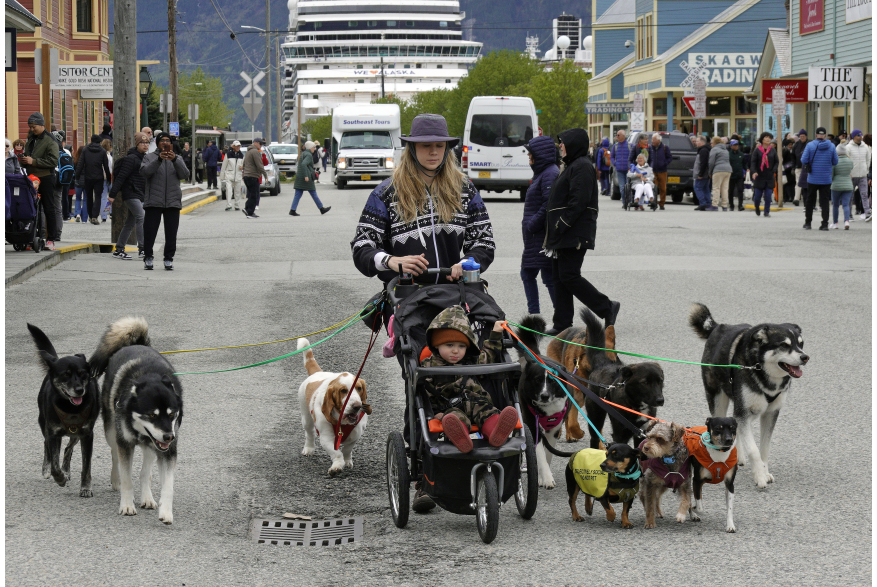 A dog walker takes her human and fur babies for a walk in Skagway, Alaska on May 14, 2024. (PHOTO BY LARRY WONG)