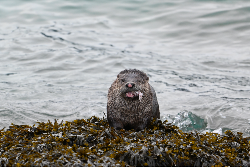 An otter enjoying a meal at Yakutania Point