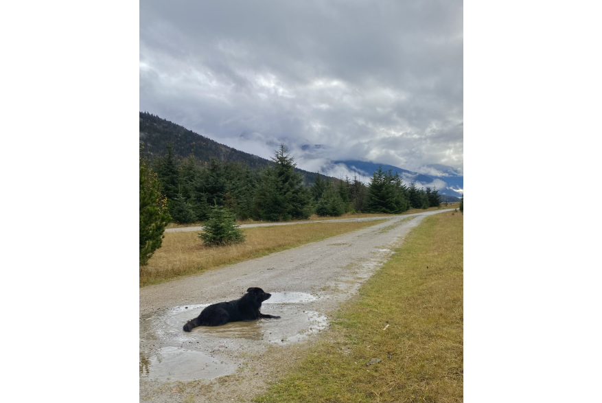 Cooling down in the puddle.