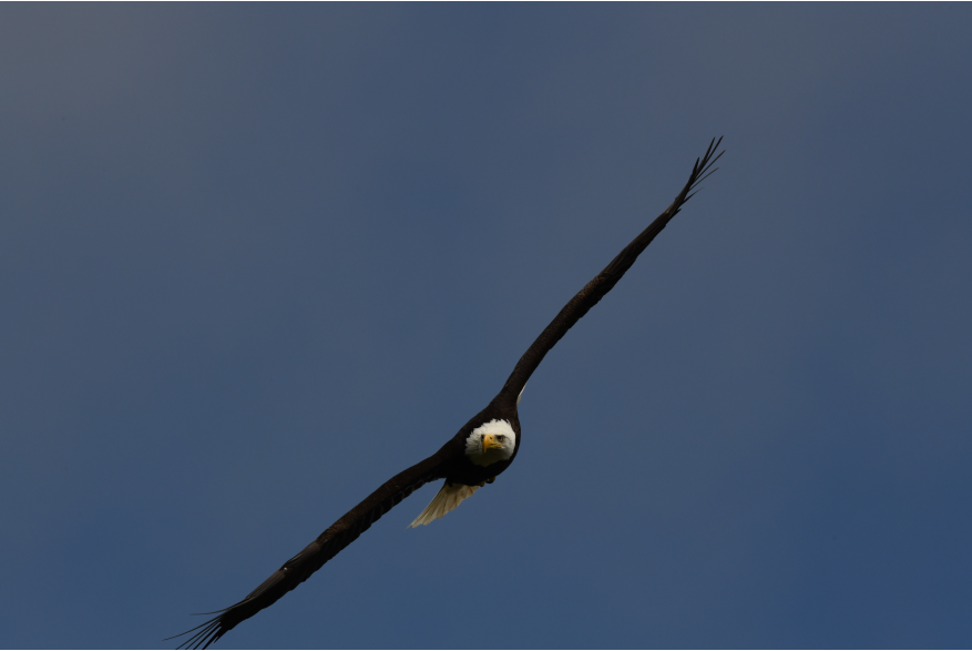 Eagle in flight