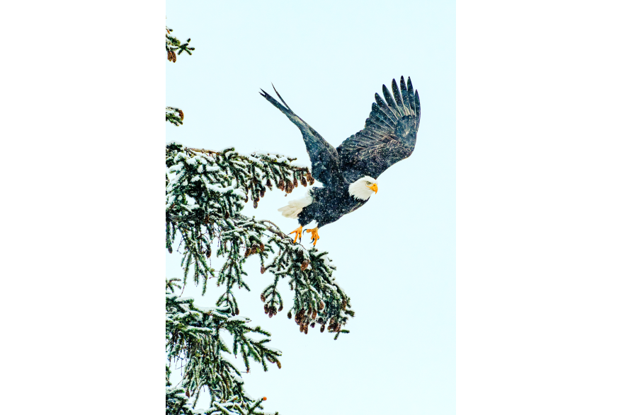 An eagle launches from a tree branch during a snow storm.