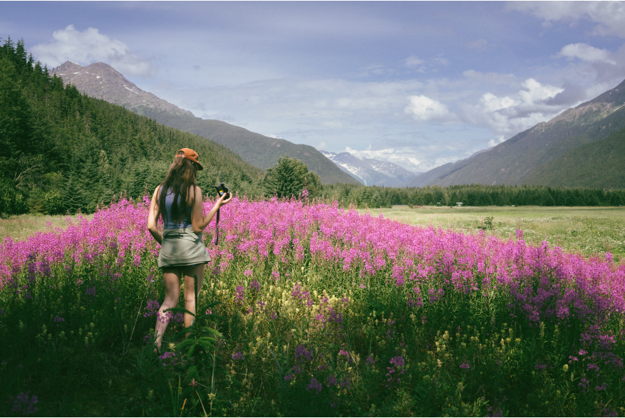 Large patch of Fireweed blooming in Dyea.