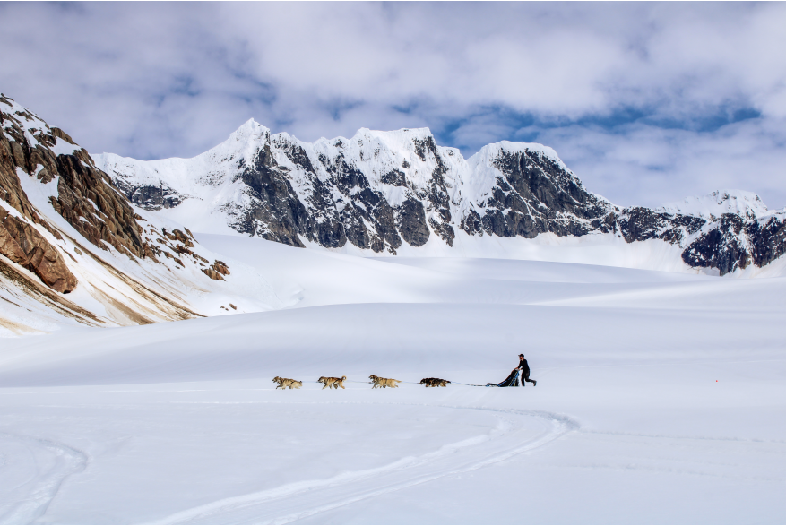 The Alaskan Huskies at work on the Denver Glacier.