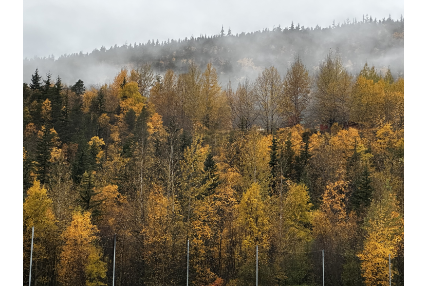 a beautiful fall afternoon with different orange hues of leaves with the fog coursing through the valley