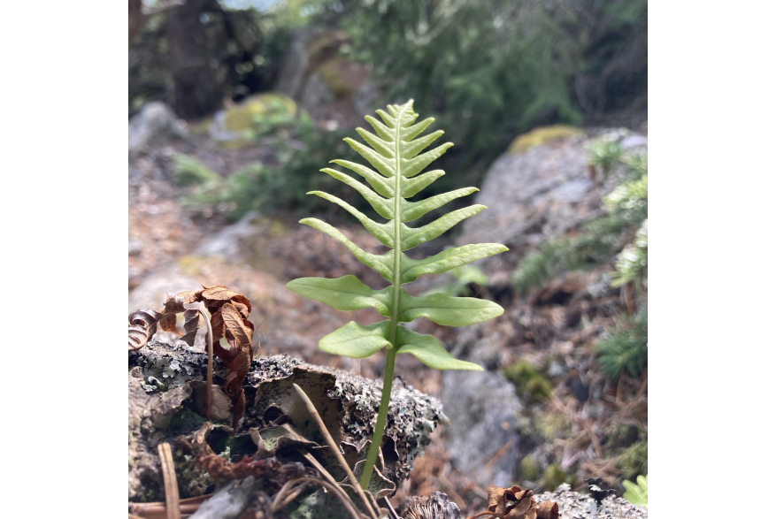 New, Yakutania Point