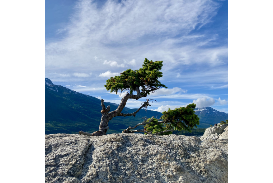 Windswept spruce on Yakutania Point