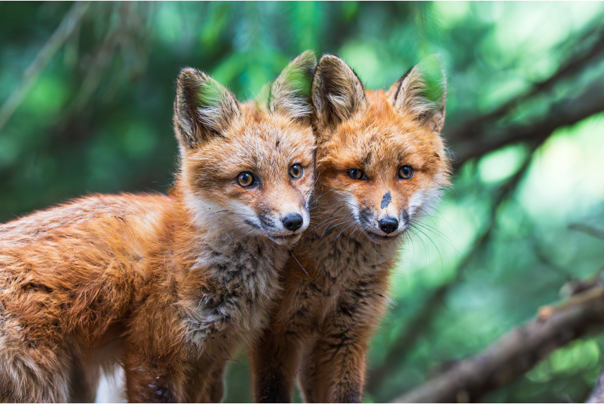 An afternoon hello. An image of two fox kits captured in heart of them playing. Stopping to listen, the surveyed the area before continuing their sibling play. This was captured in the mossy overgrowth of Dyea.
