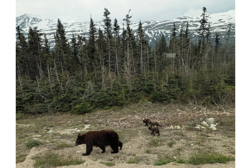 Mama and babies on the way to the suspension bridge
