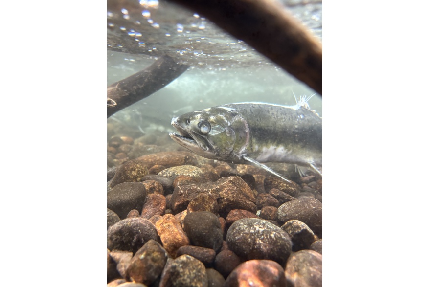 “Zombie” salmon in pullen creek