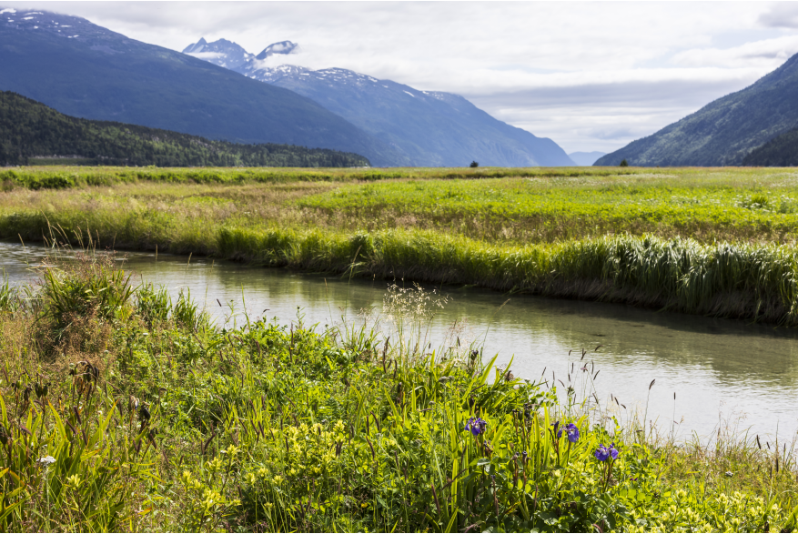 Nelson Slough near Taiya Inlet in Dyea, wild irises in foreground