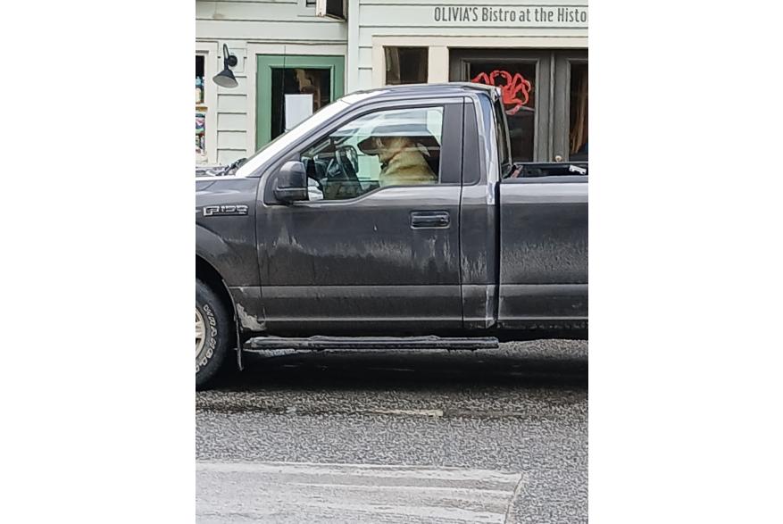 They allow dogs to drive in Skagway!