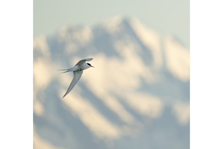 This is why I look forward to Skagway each year. These graceful terns add so much life and vibrancy to this place. Since 2022, I have watched the Arctic Terns come in and fish the river, nurture their hatchlings and later see the juveniles take off.