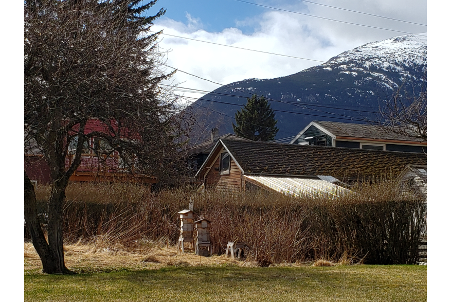 Beekeeping in Skagway, in Warre Hives, with glorious mountain forage.