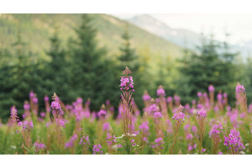 A simple patch of fireweed can hold so much beauty. One of my favorite things to see during a Skagway Summer.