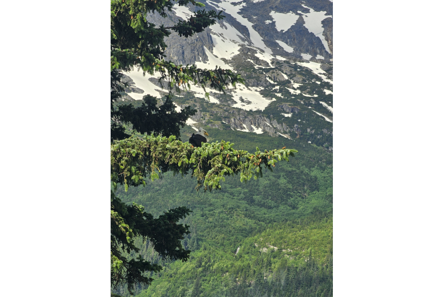 Bald Eagle on the way to Musher's Camp