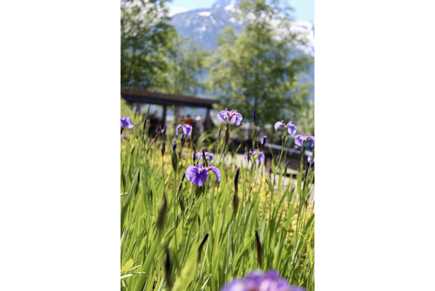 Beautiful purple flowers blooming