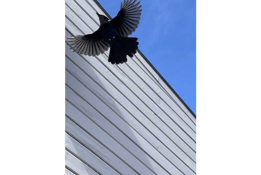 Steller’s Jay in mid flight