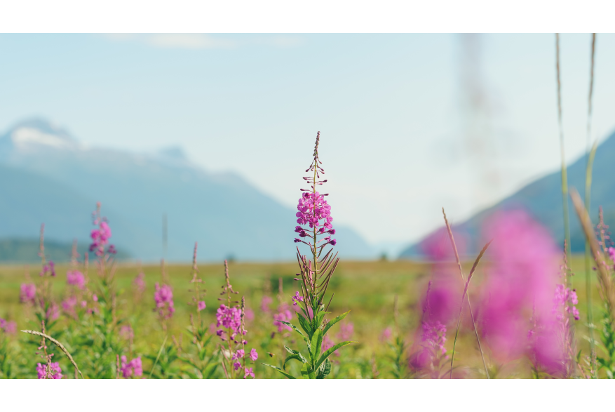Fireweed season is one of my favorite times in Skagway. The sad part about when fireweed turns to cotton... well you know the rest.