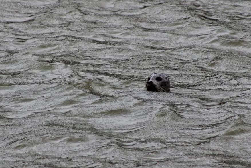 Seal in Water