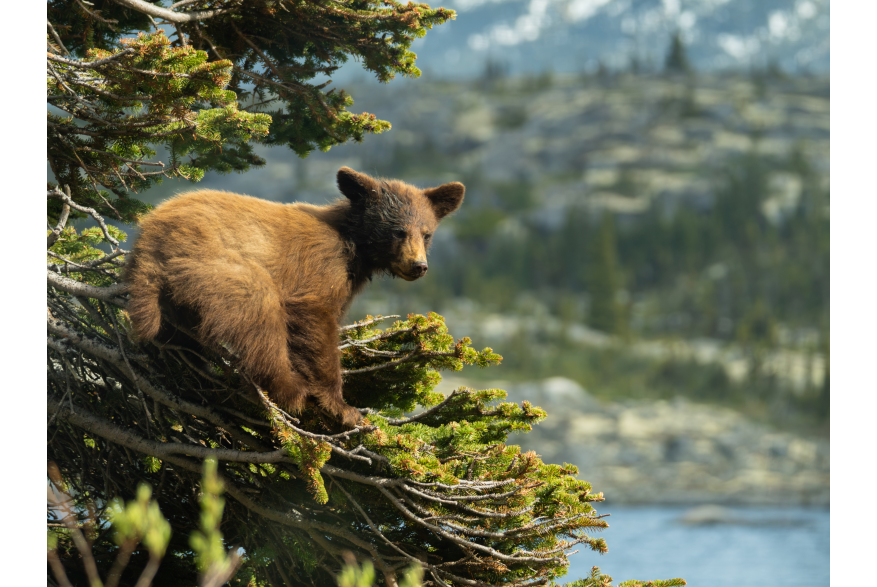A bear takes a seat in the trees, overlooking the waters of Shallow Lake.